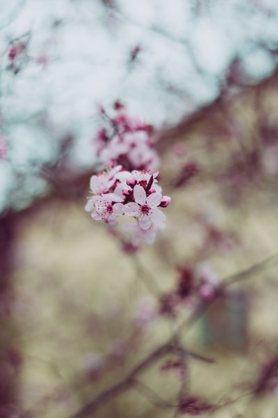 倾斜移位透镜中的粉红色花朵